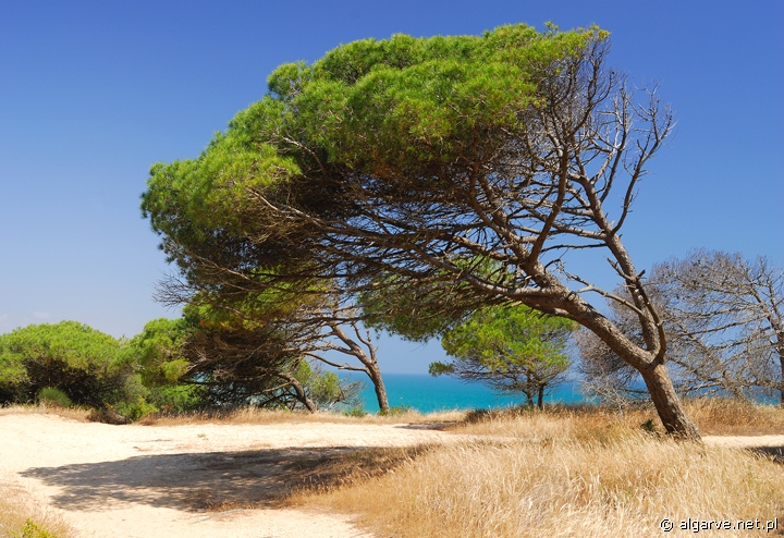 Drzewa piniowe na klifach nad plażą Praia de Falesia, Algarve, Portugalia