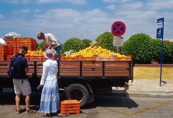 W Portugalii pomarańcze można dostać prosto z drzewa. Praia da Rocha, Algarve, Portugalia